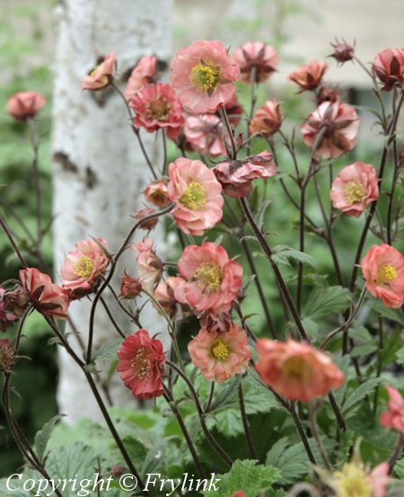 Geum Cultorum-Ryhm 'Flames of Passion', tarhakellukka